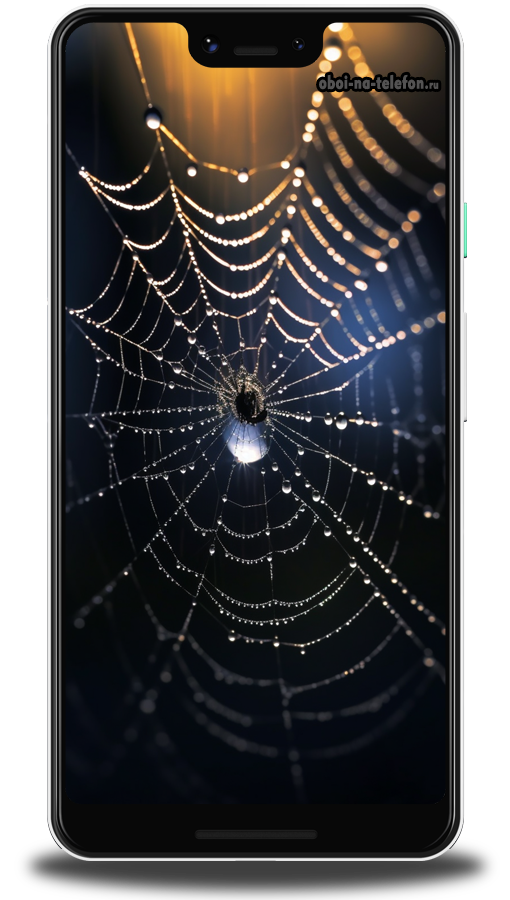  Крутые обои на телефон, красивые и добрые обои с изображением паутины ранним утром в свежем лесу.