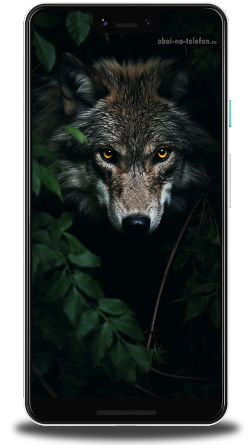картинка с волком в темном лесу 